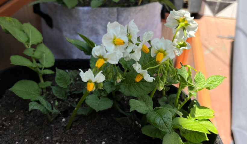 Yellow and white flowers on a potato plant against black and gray grow bags filled with soil Those Someday Goals