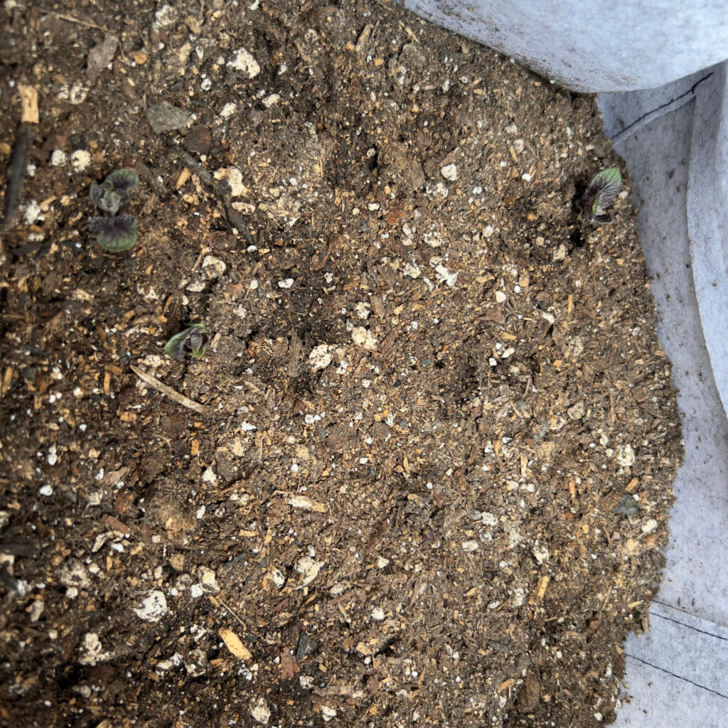 Adirondack Blue Potatoes leaves barely pushing through soil in black grow bag growing potatoes in grow bags Those Someday Goals