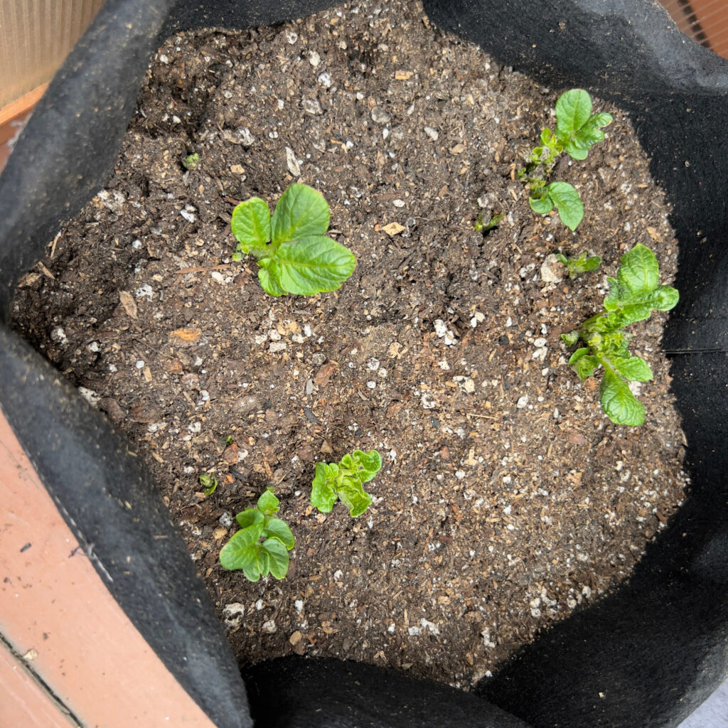 Keuka Gold Potatoes leaves pushing through soil in black grow bag growing potatoes in grow bags Those Someday Goals