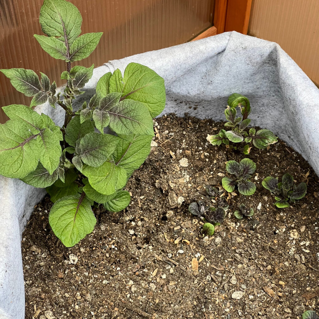 Green potato plant leaves against soil Those Someday Goals