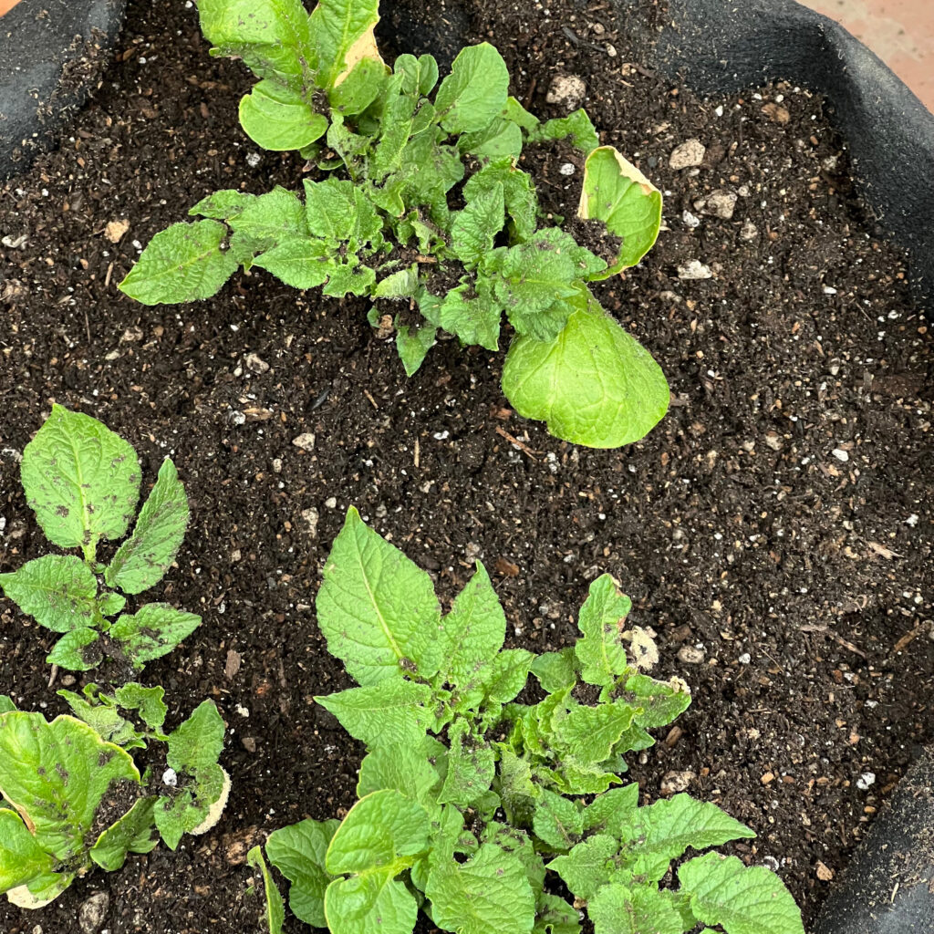 Green potato plant leaves against soil Those Someday Goals