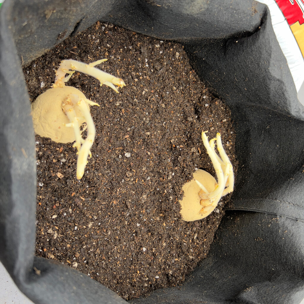 Keuka Gold Potatoes with large root sprouts in soil in a black grow bag Those Someday Goals