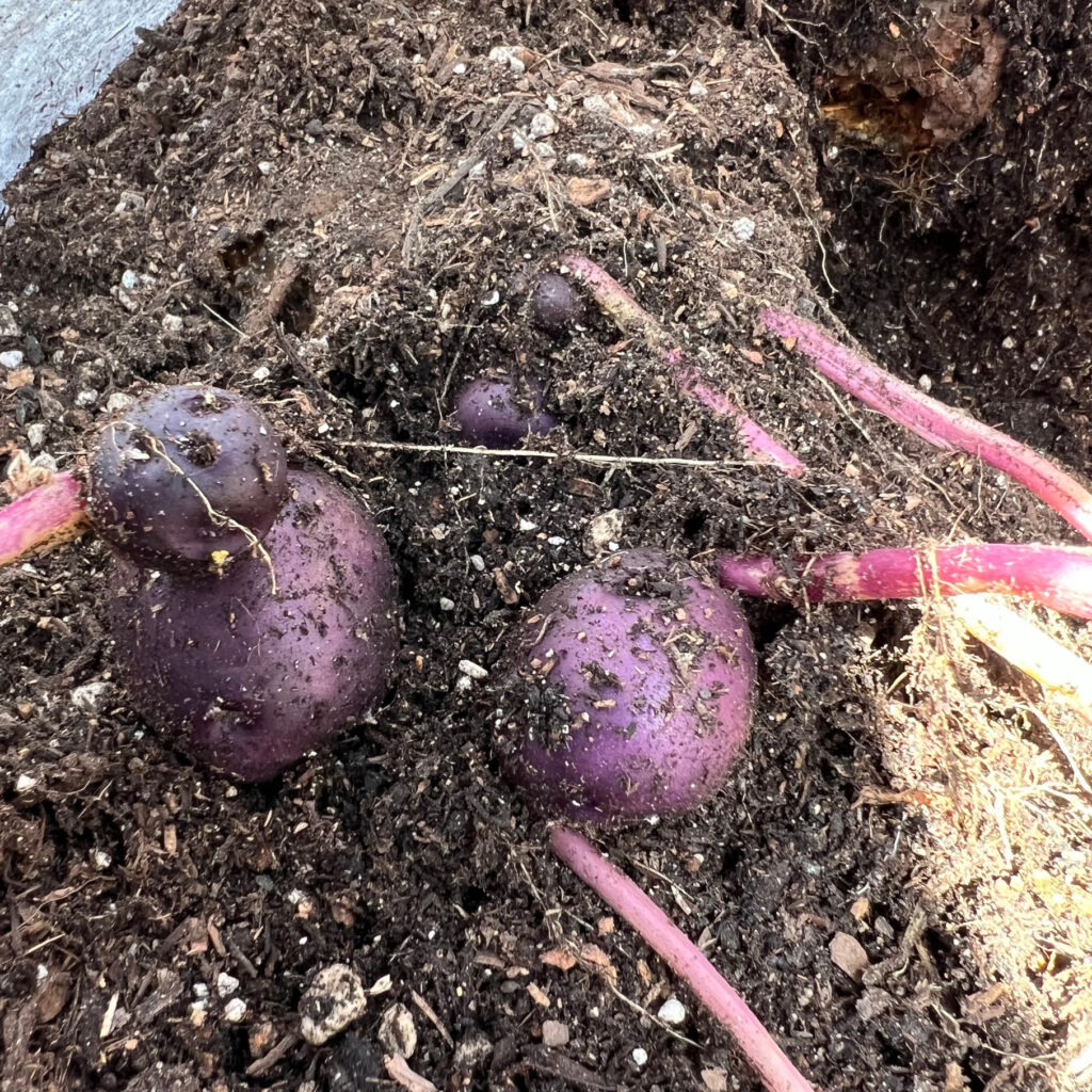 Seed Potato Harvest of Adirondack Blue Potatoes attached to roots in the soil Those Someday Goals