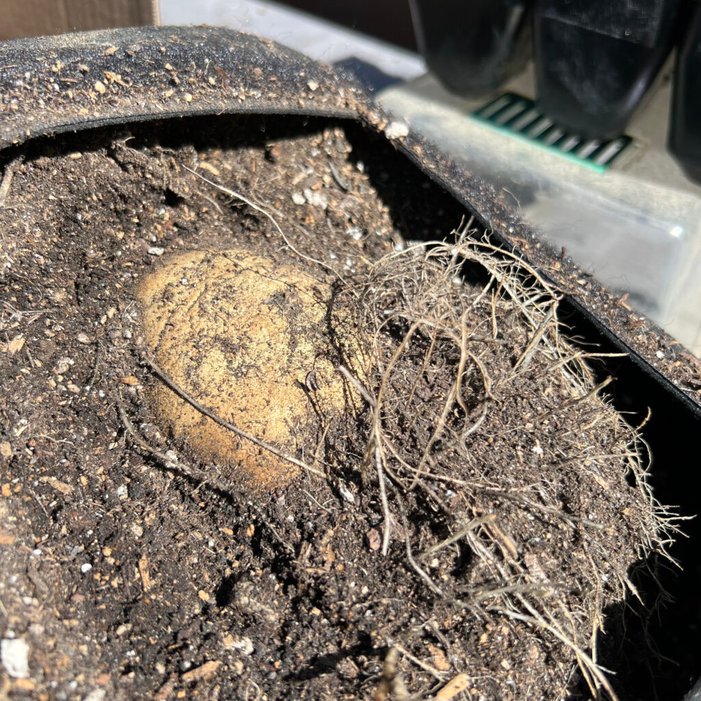 Keuka Gold Potatoes with large roots in the soil Those Someday Goals