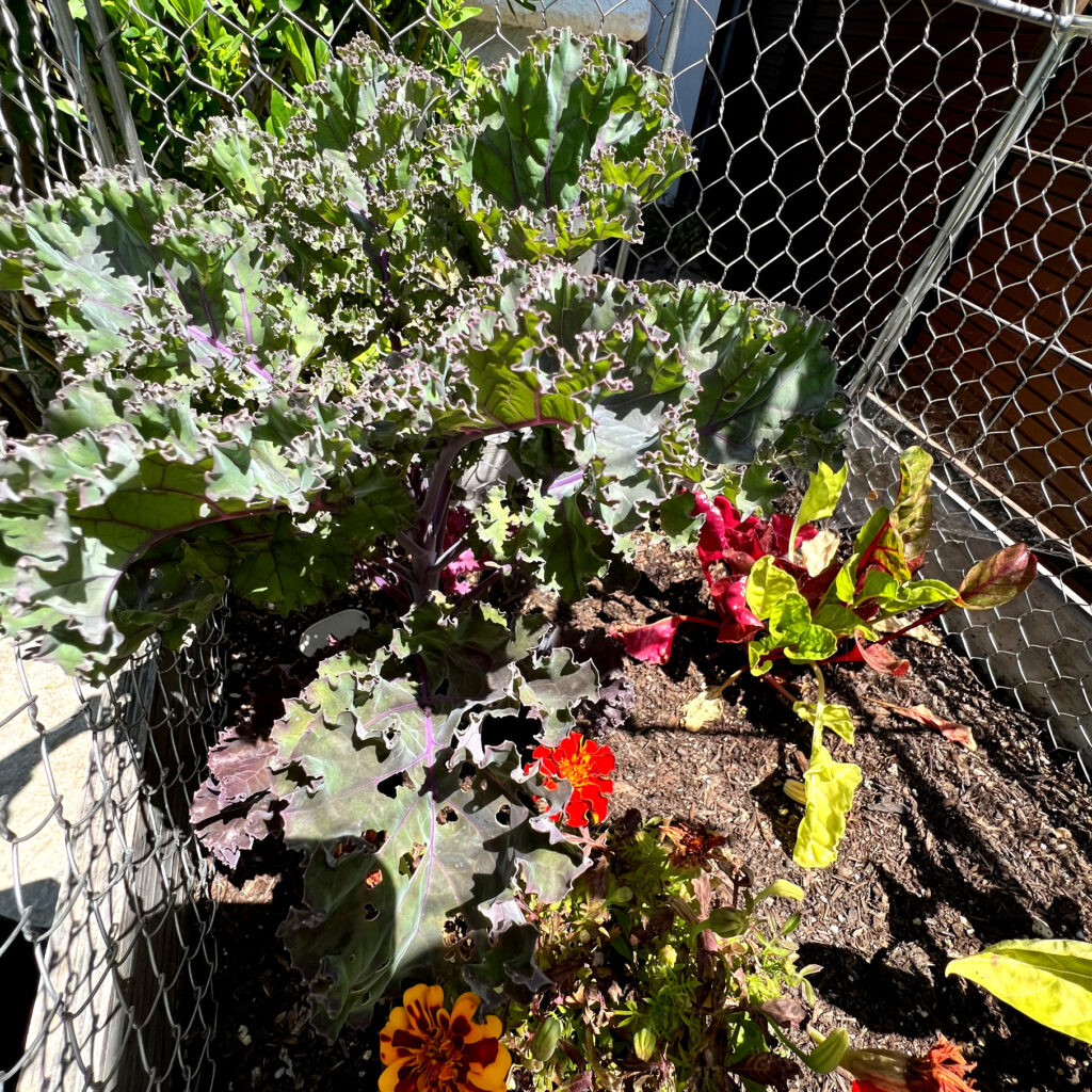 how to grow and harvest kale scarlet kale plant towering over Swiss chard and marigolds in bright sunlight Those Someday Goals