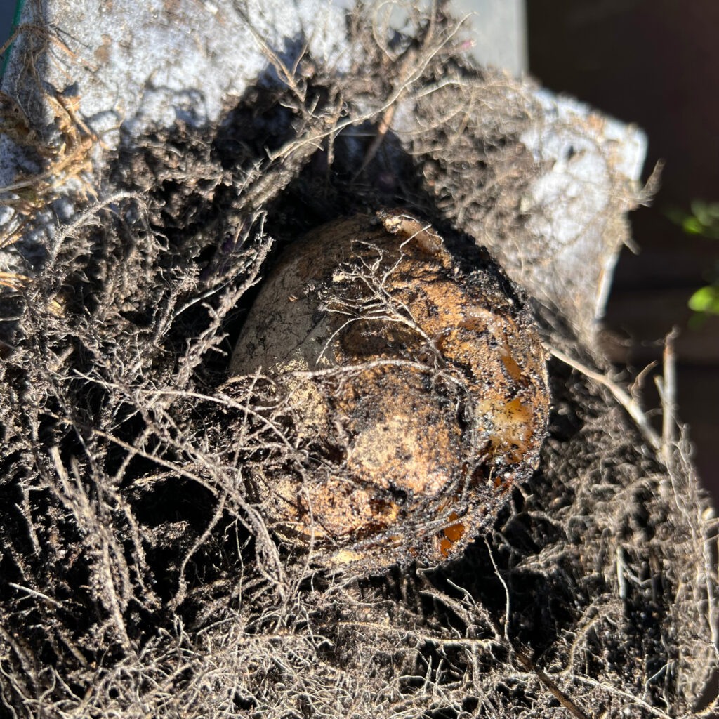 Rotted Keuka Gold Potatoes with large roots in the soil Those Someday Goals