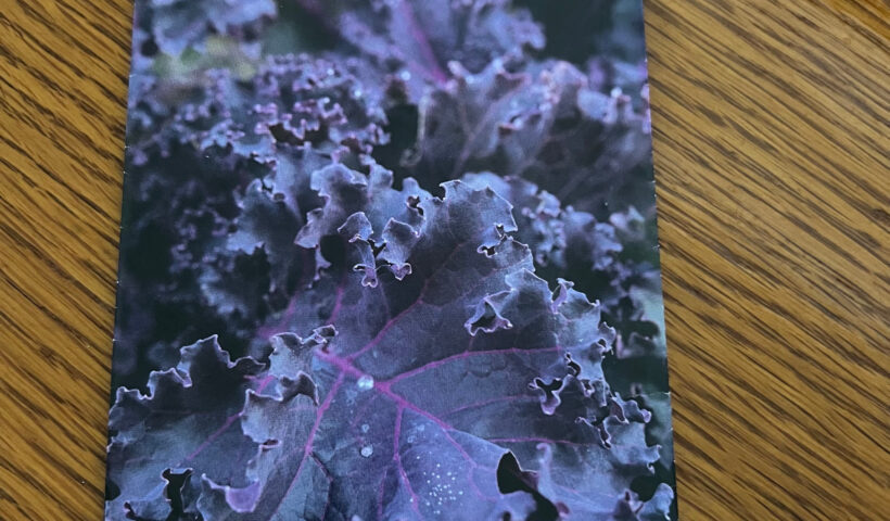 Scarlet Kale seed packet from Baker Creek Heirloom Seeds with a wood desk background Those Someday Goals
