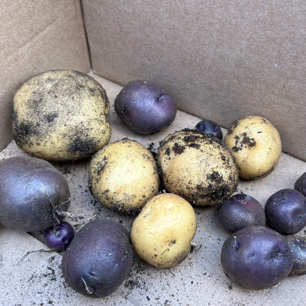 Seed Potato Harvest of Adirondack Blue Potatoes and Keuka Gold Potatoes in a box Those Someday Goals