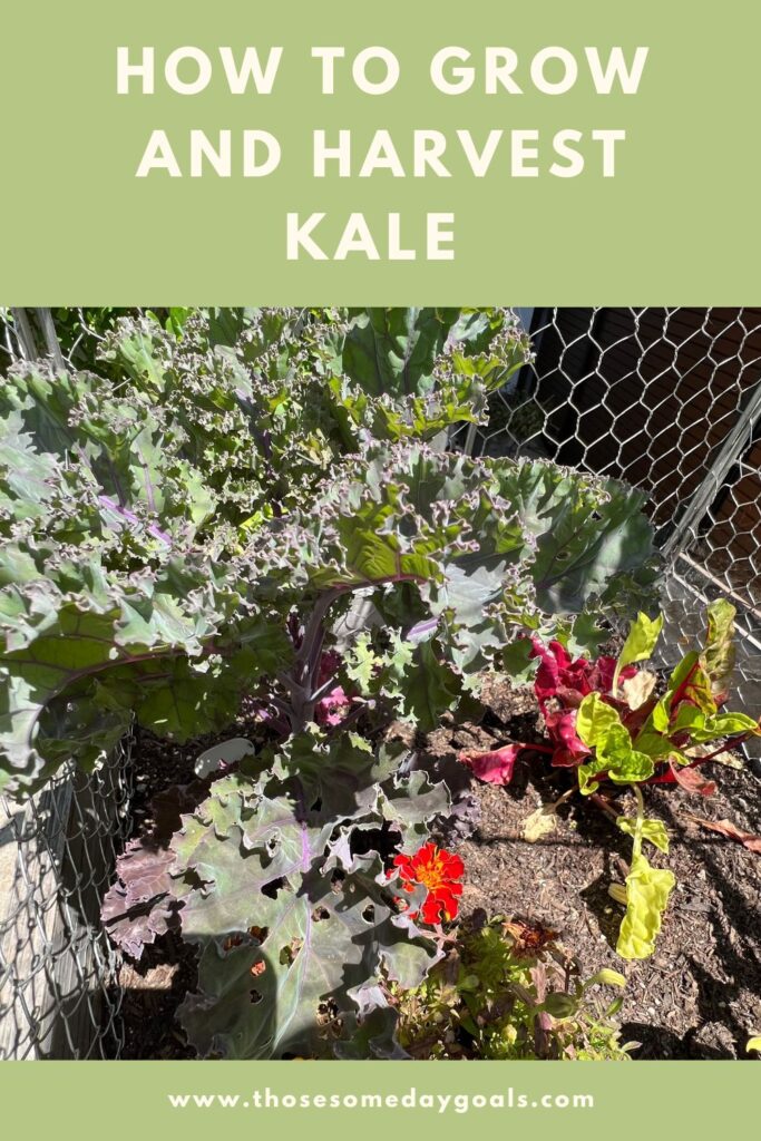 Pinterest how to grow and harvest kale scarlet kale plant towering over Swiss chard and marigolds in bright sunlight Those Someday Goals
