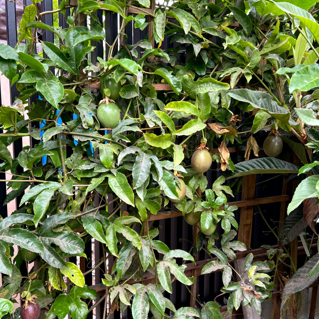 Maturing Passion Fruit Vines on a wooden trellis Those Someday Goals