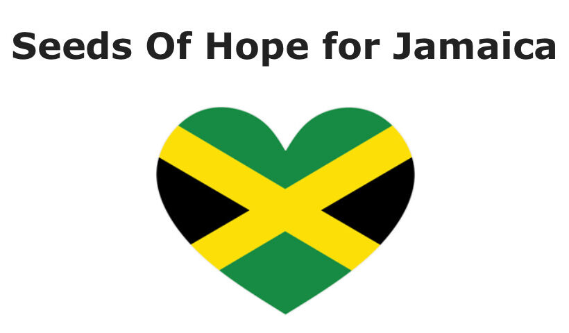 Seeds of Hope for Jamaica online fundraiser by Baker Creek Heirloom Seeds with heart for Jamaica flag Container Gardening